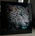Magnifique cadre en verre 80 cm sur 80 cm Jaguar, Ophalen, Zo goed als nieuw