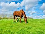 7-jarig gezelschapspaard ter adoptie, Dieren en Toebehoren, Gechipt, Ruin, Niet van toepassing, 170 tot 175 cm