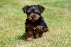 Yorkshire Terriër pups te koop - Beide ouders aanwezig, Dieren en Toebehoren, Honden | Jack Russells en Terriërs, Yorkshire Terriër
