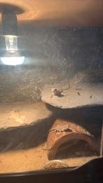 Terarrium met 3 kleine baardagamen, Dieren en Toebehoren, Reptielen en Amfibieën, Overige soorten, Met terrarium, 0 tot 2 jaar