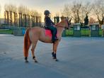 D-pony sport merrie 6 jaar, Dieren en Toebehoren