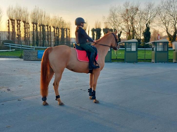 D-pony sport merrie 6 jaar, Dieren en Toebehoren, Stalling en Weidegang