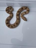 Haakneus / Hognose 0.1, Dieren en Toebehoren, Slang, Tam, 0 tot 2 jaar