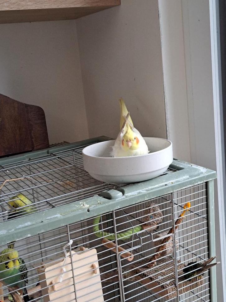 VERMIST valkparkiet, Animaux & Accessoires, Oiseaux | Perruches & Perroquets, Perruche, Mâle, Domestique