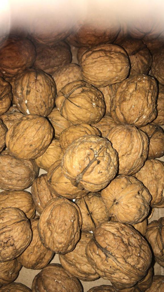 Ik wil walnoten rapen die je zelf niet nodig hebt, Zakelijke goederen, Landbouw | Aardappelen, Groenten, Fruit en Vlees, Ophalen