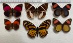 Agrias + Batesia, vlinders uit Peru, 15 € /ex.