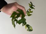 Monstera Tetrasperma Minima variegata, Huis en Inrichting, Overige soorten, Minder dan 100 cm, Ophalen of Verzenden, Halfschaduw