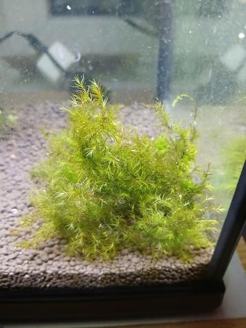 Fissidens fontanus beschikbaar voor biedingen