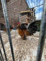 Koppel Antwerpse baardkriel - blauwkwartel, Dieren en Toebehoren, Pluimvee