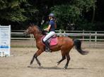 Mooie allround c pony, Dieren en Toebehoren, Pony's, Merrie