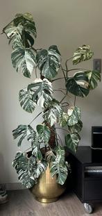 Monstera albo 2 planten, Huis en Inrichting, 150 tot 200 cm, Ophalen