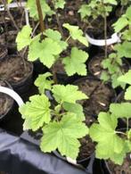 Bessenplant (ribes rubrum), Ophalen, In pot