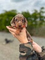 Prachtige dwergteckel pups, CDV (hondenziekte), Meerdere, 8 tot 15 weken, Meerdere dieren