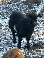 Berggeitje bok (4 manden) - zwart met wat wit, Dieren en Toebehoren, Mannelijk, Geit, 0 tot 2 jaar