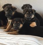 Beaux chiots bergers allemands à la ferme, 8 à 15 semaines, Plusieurs, Éleveur | Loisir, Hépatite contagieuse (maladie de Rubarth)