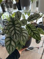 Alocasia Silver Dragon CORN, Huis en Inrichting, Kamerplanten, Ophalen