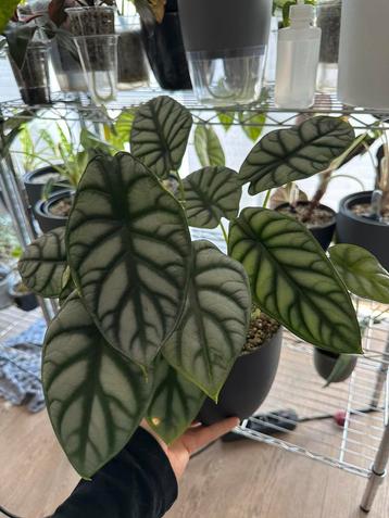 Alocasia Silver Dragon CORN  beschikbaar voor biedingen