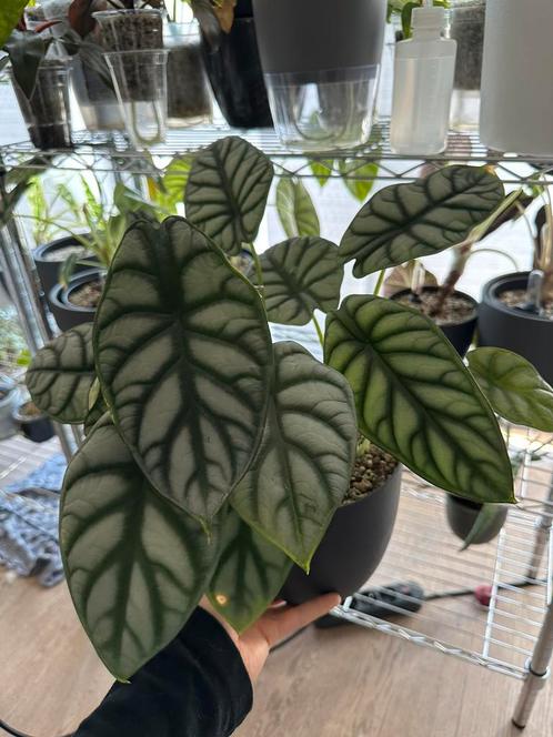 Alocasia Silver Dragon CORN, Huis en Inrichting, Kamerplanten, Ophalen
