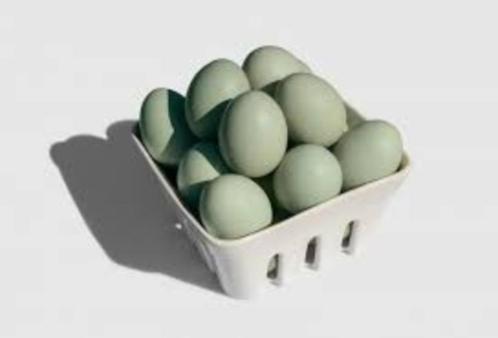 top kwaliteit araucana legklaar 4+1 GRATIS 100% hennen, Dieren en Toebehoren, Pluimvee, Kip, Vrouwelijk
