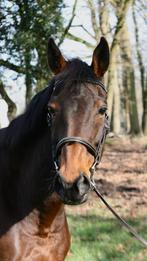 ️Recreatief/wandelpaard te koop 12 jaar, Animaux & Accessoires, 11 ans ou plus, 160 à 165 cm, Ne s'applique pas, Cheval de récréation