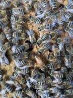 Colonies d abeille canica, Dieren en Toebehoren, Ophalen, Nieuw