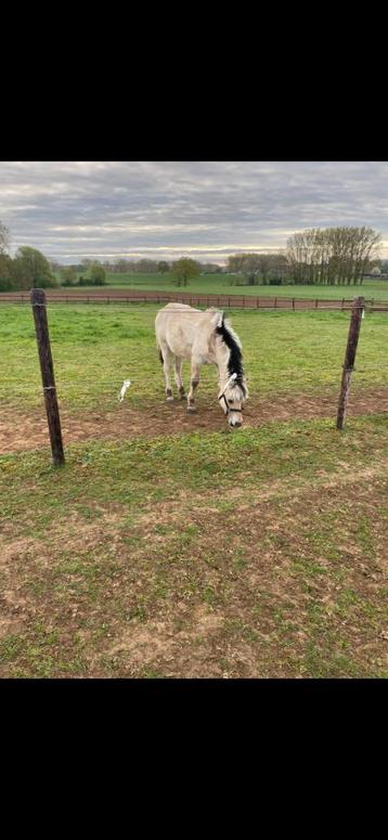 Fjord merrie, Dieren en Toebehoren, Paarden, Merrie, Minder dan 160 cm, Gechipt, 0 tot 2 jaar