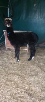 Alpaca hengst, Dieren en Toebehoren, Overige Dieren