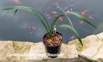 Orchidee mini Cymbidium goeringii 'Reunion' * Zeldzaam, Huis en Inrichting, Kamerplanten, Ophalen of Verzenden