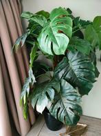 Grote ( namaak) plant, Tuin en Terras, Planten | Tuinplanten, Ophalen