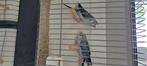 Grasparkieten  blackwing en split/bw