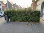 Haag,, Tuin en Terras, Ophalen, Haag