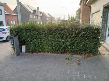 Haag,  beschikbaar voor biedingen