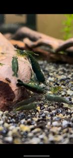 GREEN JADES shrimps (neo caridina), Homard, Crabe ou Crevette, Poisson d'eau douce, Banc de poissons
