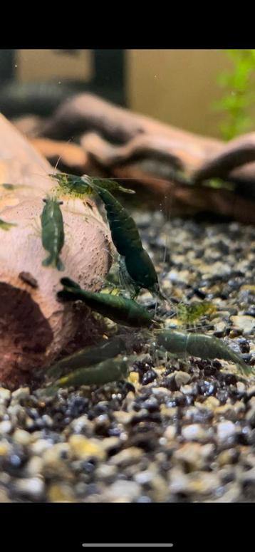 GREEN JADES shrimps (neo caridina) 