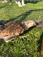 Araucana kuikens