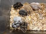 Tamme Russische dwerghamsters mogen het nest verlaten, Dieren en Toebehoren, Hamster, Juli, Meerdere dieren, Tam