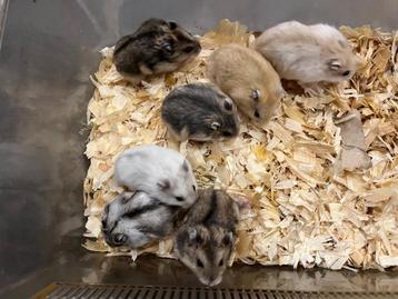 Tamme Russische dwerghamsters mogen het nest verlaten  beschikbaar voor biedingen