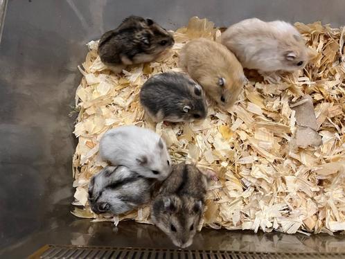 Tamme Russische dwerghamsters mogen het nest verlaten, Dieren en Toebehoren, Knaagdieren, Meerdere dieren, Hamster, Juli, Tam