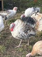 Ronquires kalkoenen geelschouder, Dieren en Toebehoren, Pluimvee, Meerdere dieren, Kalkoen