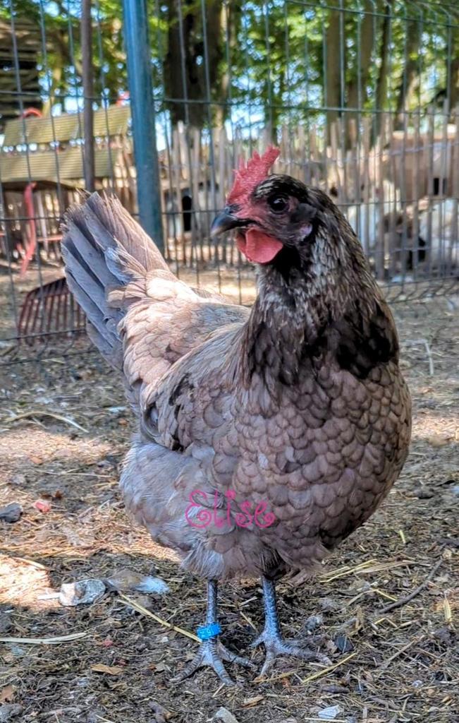 Silverudd bla hen - cream legbar hen groene eieren, Animaux & Accessoires, Volatiles, Poule ou poulet, Femelle