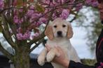 Golden retriever pups 🌸🐾, Dieren en Toebehoren, Honden | Retrievers, Spaniëls en Waterhonden, CDV (hondenziekte), Meerdere, Golden retriever