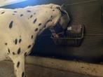 Luxe plek voor shetlander, Dieren en Toebehoren, Weidegang, 1 paard of pony