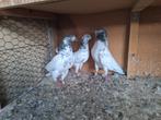 Pakistaanse hoogvlieger duiven, Dieren en Toebehoren
