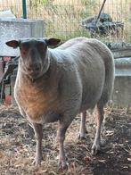 rouge de L’Ouest, Dieren en Toebehoren, Schapen, Geiten en Varkens, Mannelijk, Schaap, 3 tot 5 jaar
