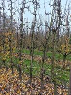 perenbomen  Conference, Tuin en Terras, Planten | Fruitbomen, Ophalen