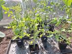 Tomatenplanten, Jardin & Terrasse, Plantes | Jardin, Enlèvement, Plantes potagères