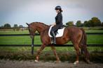 Talentvolle 6-jr werkwillige merrie | dressuurpaard | BWP, Dieren en Toebehoren, Merrie, B, Gechipt, Dressuurpaard