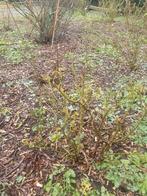 Rozen struiken groot en kleine struiken alle kleuren, Tuin en Terras, Ophalen