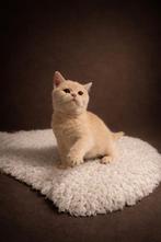 Teddy Brits korthaar katertje, Avec puce électronique