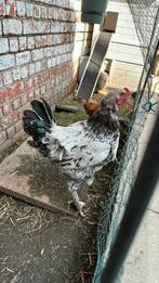 Jonge haan te geef tegen goede zorg, Dieren en Toebehoren, Pluimvee, Mannelijk